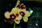     
: DSC_1886.jpg
: 21
:	87.4 
ID:	8123365