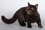     
: x_cd77c6d8.jpg
: 5
:	27.2 
ID:	8135294