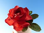     
: rose red - 1.jpg
: 20
:	71.6 
ID:	8139791