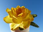     
: rose yellow - 1.jpg
: 22
:	191.8 
ID:	8139792