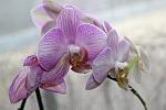     
: IMG_0843.jpg
: 16
:	81.1 
ID:	8141226