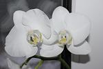     
: IMG_1150.jpg
: 24
:	52.0 
ID:	8141976