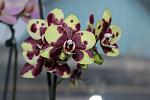     
: IMG_1152.jpg
: 18
:	76.0 
ID:	8141985