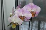     
: IMG_1155.jpg
: 26
:	78.6 
ID:	8141992