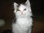     
: IMG_3534.jpg
: 14
:	66.1 
ID:	8145791