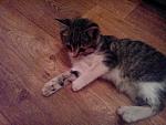     
: IMG_20140514_221242.jpg
: 8
:	151.1 
ID:	8156703