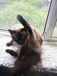     
: IMG_4237.jpg
: 24
:	96.9 
ID:	8168492