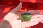     
: IMG_1582.JPG
: 8
:	103.2 
ID:	8171924