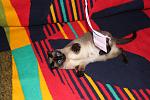     
: IMG_6414.jpg
: 7
:	143.6 
ID:	8175048