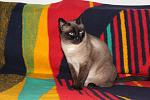     
: IMG_6397.jpg
: 8
:	123.9 
ID:	8175081