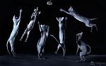     
: _mg_0445.jpg
: 48
:	168.3 
ID:	817788