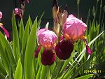     
: SDC17236.jpg
: 6
:	146.3 
ID:	8179157