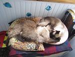     
: IMG_4280.jpg
: 11
:	132.4 
ID:	8192432
