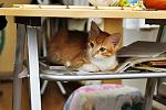     
: DSC_0400.jpg
: 31
:	109.1 
ID:	8193027