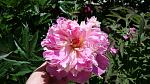     
: DSC05011.JPG
: 6
:	231.2 
ID:	8194601