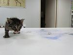     
: IMG_5610.jpg
: 21
:	66.0 
ID:	8195530