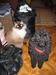     
: IMG_0062.jpg
: 29
:	117.9 
ID:	8195574