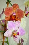     
: DSC_0342.jpg
: 11
:	86.9 
ID:	8198664