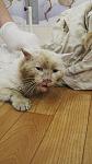     
: IMG_00000052-1.jpg
: 13
:	58.4 
ID:	8204472