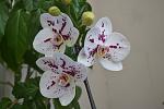     
: DSC_5489.jpg
: 9
:	70.2 
ID:	8208413