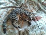     
: IMG_20140530_160327.jpg
: 4
:	156.7 
ID:	8227032