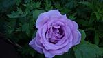     
: DSC05087.JPG
: 4
:	161.6 
ID:	8229818
