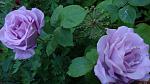     
: DSC05088.JPG
: 3
:	197.3 
ID:	8229819