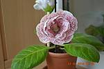     
: DSC_4919.jpg
: 10
:	86.9 
ID:	8232175
