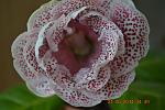     
: DSC_4921.jpg
: 6
:	92.2 
ID:	8232176