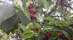     
: 20140601_093945.jpg
: 32
:	153.0 
ID:	8233413