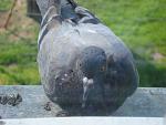     
: DSC00404.jpg
: 15
:	92.4 
ID:	8235750