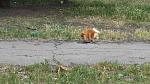     
: IMG_2226.jpg
: 29
:	221.2 
ID:	8239598