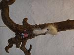     
: P1100255.jpg
: 7
:	110.9 
ID:	8244115