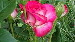     
: DSC05160.JPG
: 4
:	181.7 
ID:	8252422