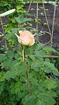     
: DSC05151.JPG
: 9
:	220.6 
ID:	8252423