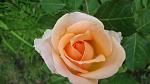     
: DSC05154.JPG
: 8
:	157.1 
ID:	8252424