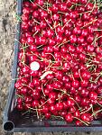     
: IMG-20140604-WA0002.jpg
: 13
:	117.8 
ID:	8252598