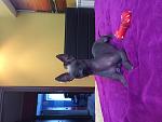     
: IMG_0293.jpg
: 19
:	112.4 
ID:	8254343
