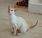     
: кошка.jpg
: 11
:	33.0 
ID:	8259416