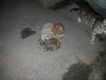     
: 20140605_203330.jpg
: 25
:	134.6 
ID:	8264697