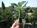     
: GEDC1400 copy.jpg
: 28
:	95.5 
ID:	8267287