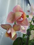     
: цветы комната 014.JPG
: 8
:	176.6 
ID:	8269526
