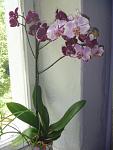     
: цветы комната 105.JPG
: 8
:	162.1 
ID:	8269533