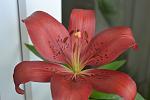     
: DSC_5537.jpg
: 7
:	70.6 
ID:	8275740