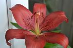     
: DSC_5536.jpg
: 6
:	73.7 
ID:	8275741