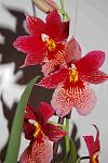     
: DSC_2238.jpg
: 9
:	85.5 
ID:	8277995