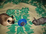     
: IMG_6301.jpg
: 37
:	233.8 
ID:	827964