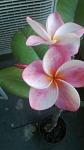     
: WP_20140611_005.jpg
: 4
:	47.0 
ID:	8282340