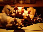     
: IMG_20140205_215505.jpg
: 15
:	127.4 
ID:	8293655