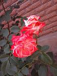     
: Фото0569.jpg
: 11
:	290.1 
ID:	8293665